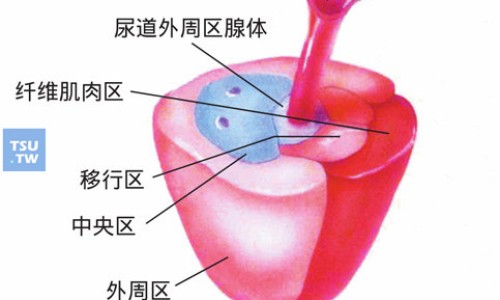 【地铃功效】地茯苓的功效 - 地苓的作用网